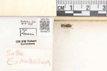 Media type: image;   Entomology 768577 Aspect: Labels